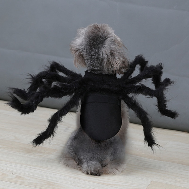 déguisement chat araignée
