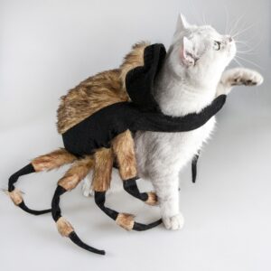 Costume mygale pour chien et chat 10