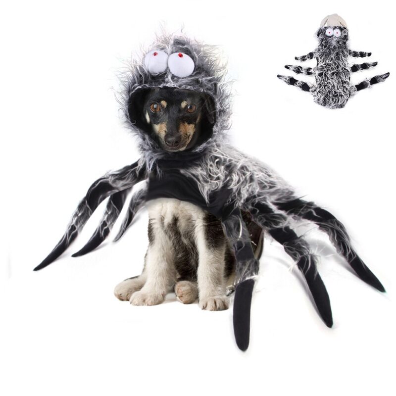 Costume mygale pour chien et chat 2