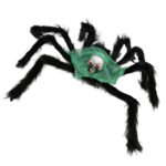 Araignée faucheuse géante 50 cm 5