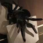 Grande peluche araignée noire 20 à 80 cm 7