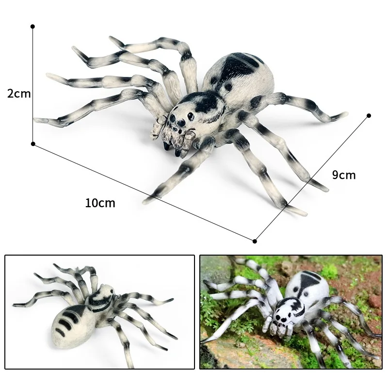 Araignée blanche de 10 cm  2