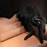 Grande peluche araignée noire 20 à 80 cm 11
