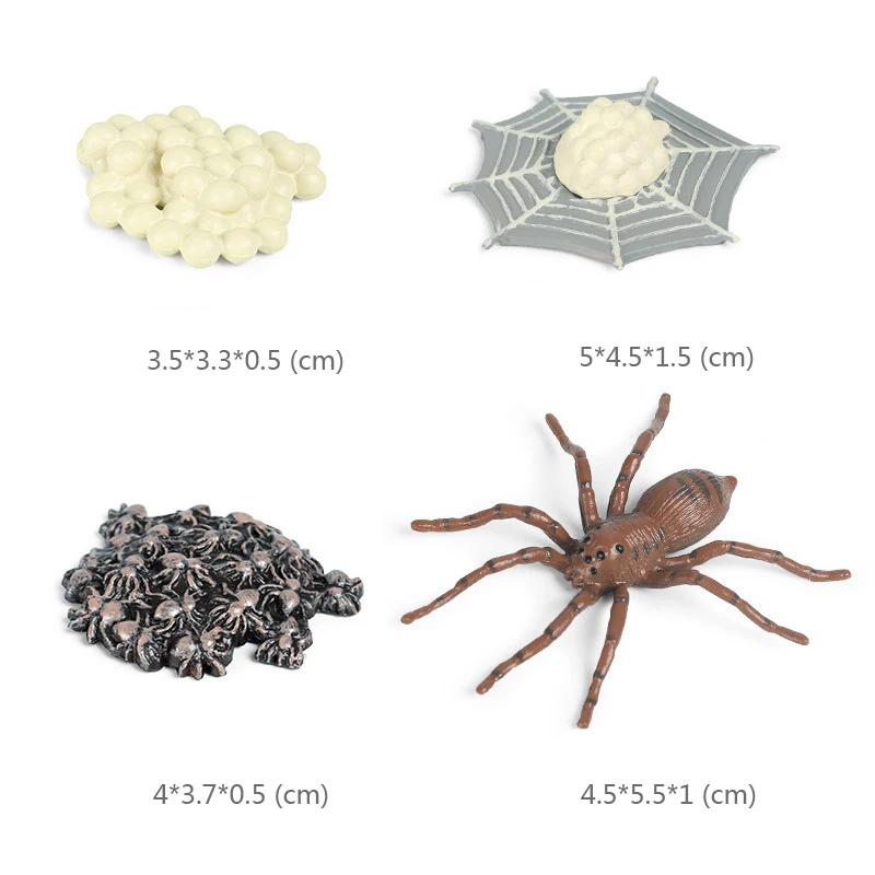 Cycle de vie d’une fausse araignée 3